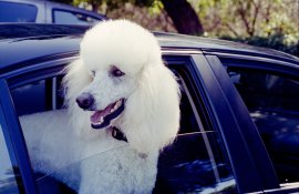portra-1.jpg
