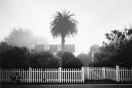 palm.jpg