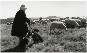 Schaapherder Feldberg.jpg