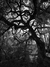 0000-00-00_MonteBelloPreserve_0048.JPG