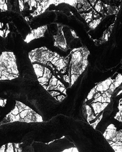0000-00-00_MonteBelloPreserve_0048.a.JPG
