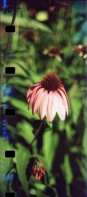 _3383_ecp2_85b+Y8+L1Bc+M50_0_s.jpg
