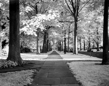 Rollei_IR_4x5.jpg