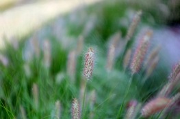 DSCF4117.jpg