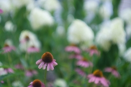 DSCF4122.jpg