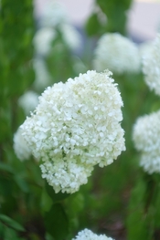 DSCF4106.jpg