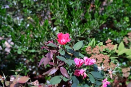 DSCF4142.jpg