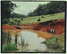 OzCows.jpg