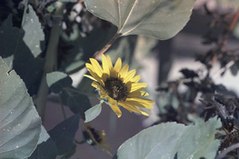 Vision_50D_VPSIII_roll2_3.jpg