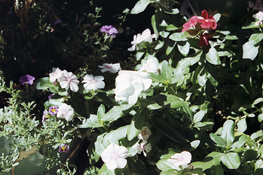 pic1.jpg