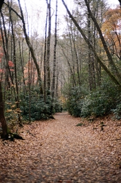 kodak_professional_portra_160_12_21_2021_000046020014.jpg