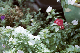 white_flower.jpg