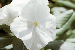 white_flower2.jpg