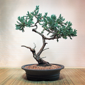 bonsai_sept22_126_sm.jpg