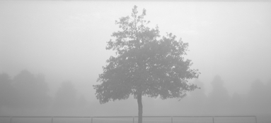 Tree Fog.jpg