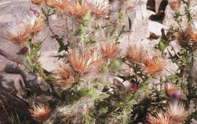 2022-10-09 Lomo400 N2020 FPP 004.jpg