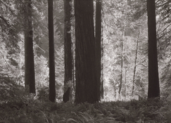 2_Redwood Sunlight 600.jpg