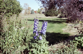 pic1.jpg