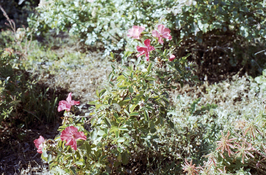 pic3.jpg