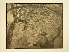 IMG_534.jpeg