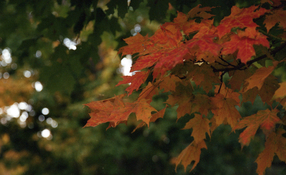 Driftless 2022-10-11.jpg