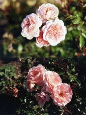 50D_500T85bs.jpg