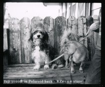 polaroidpups.jpg