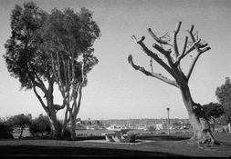 Panf034modcrop.jpg