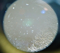 Nikon_105_a.jpg