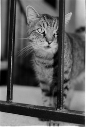 busterthecat.jpg