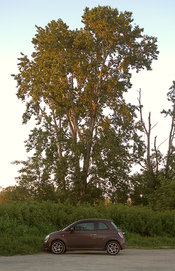 P5160024-res-800-sport.jpg