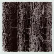 1-Webs-810x810.jpg