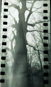 tree_1.jpg