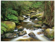 Toorongo River_John Meir.jpg