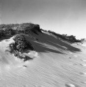 SN dunes-sq.jpg
