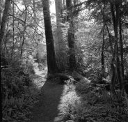 Quinault rain forrest.jpg