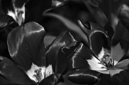 pan F + using MDC times edited.JPG