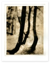 cedars.jpg cedars.jpg