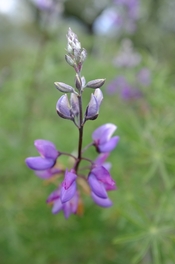 resized lupin.jpg