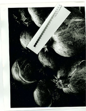 scan2.jpg