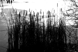 OM2-Reeds+Ice.jpg