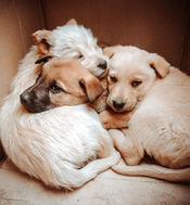 dog_1.jpg