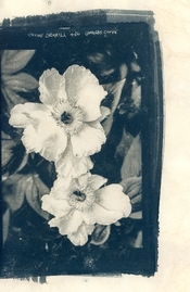 cynoSweetPot23035.jpg