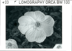 _110_orca_d19rev.jpg