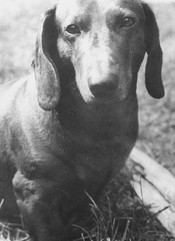 DUKIE828.JPG