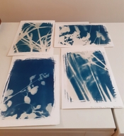 XibiXibi_Cyanotypes.jpg
