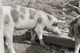 pigs.jpg