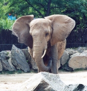 PHLZOO1.JPG