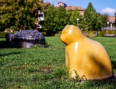 Yellow cat ML 50mm f2 med.jpg