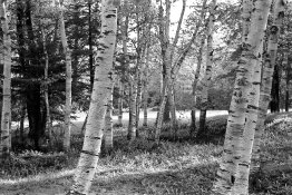 img359.jpg